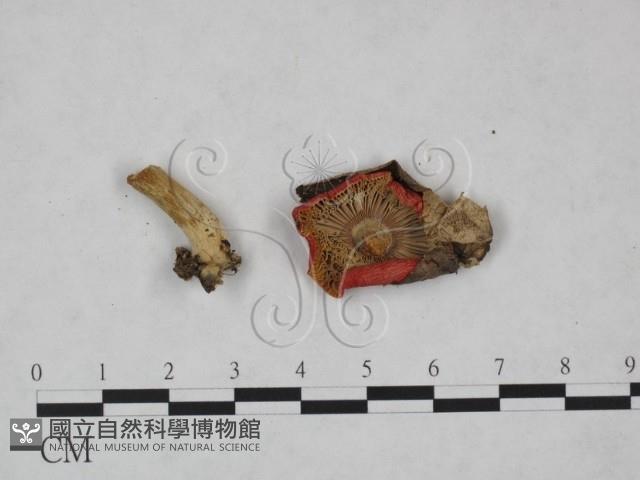 紅菇屬藏品圖，第3張