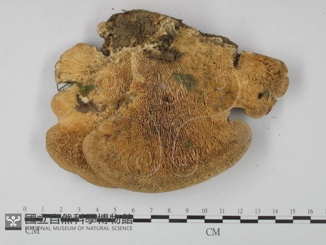 登錄號:F0019088藏品圖，第3張