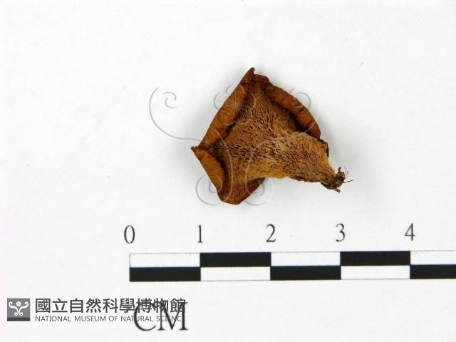 登錄號:F0023088藏品圖，第3張