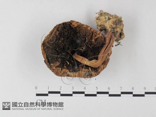 登錄號:F0013088藏品圖，第3張