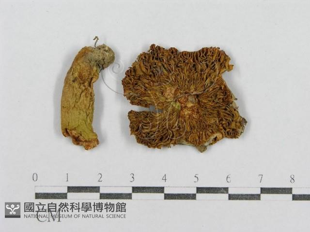 紅菇屬藏品圖，第3張