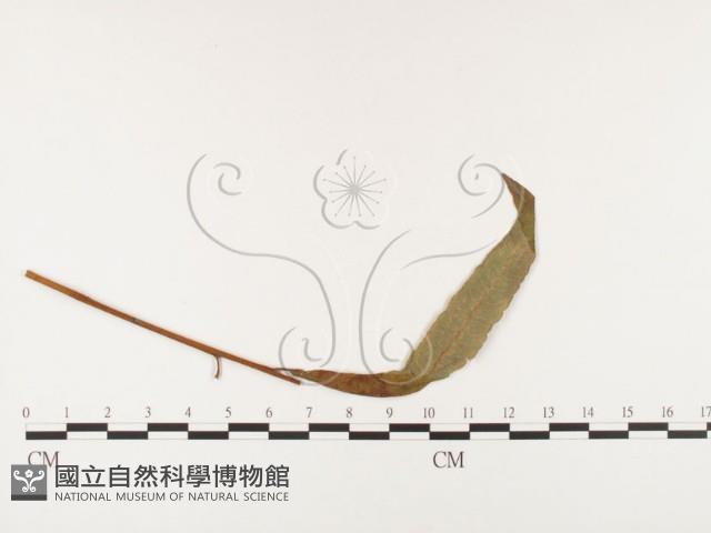 登錄號:F0026388藏品圖，第1張