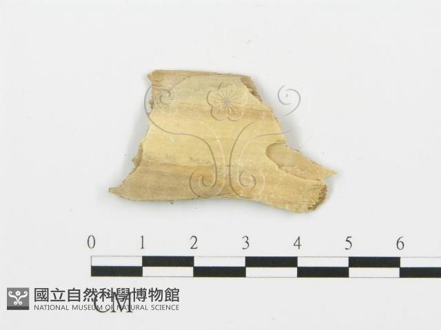 登錄號:F0006388藏品圖，第3張