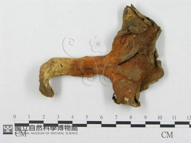 登錄號:F0011388藏品圖，第1張