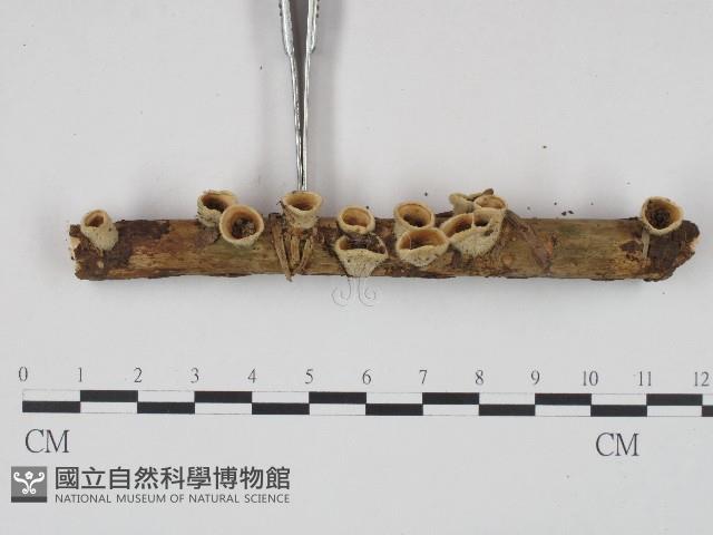 登錄號:F0004388藏品圖，第3張