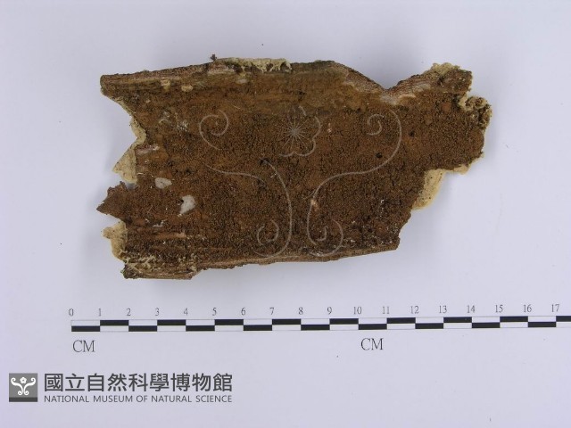 登錄號:F0002388藏品圖，第3張