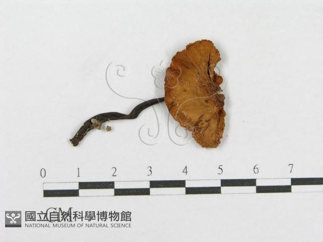 登錄號:F0012388藏品圖，第3張
