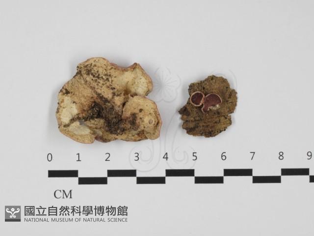 登錄號:F0032388藏品圖，第3張