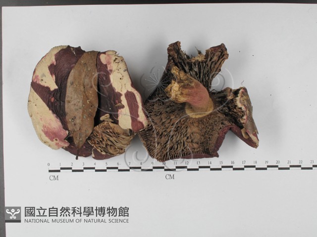 登錄號:F0027388藏品圖，第3張