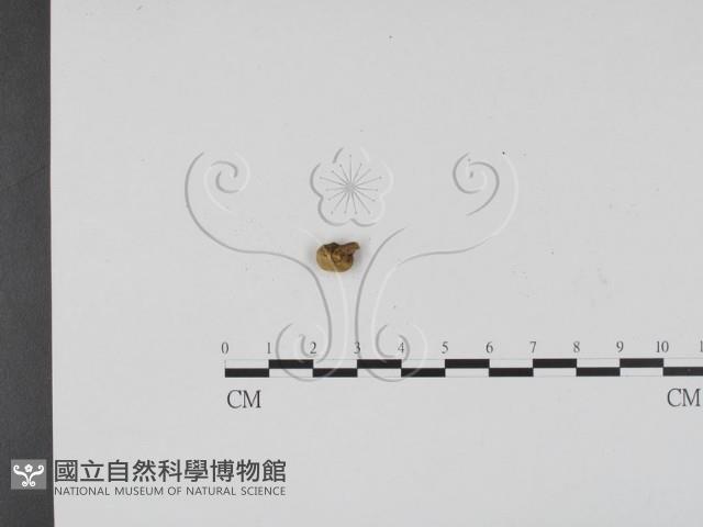 登錄號:F0009388藏品圖，第1張