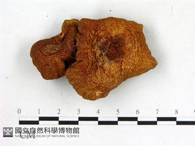 登錄號:F0019388藏品圖，第3張