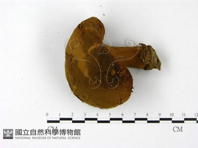 頭狀禿馬勃藏品圖，第3張