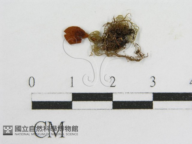 登錄號:F0003388藏品圖，第3張