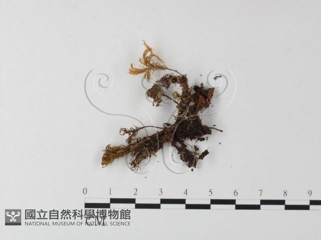 小菇屬藏品圖，第3張