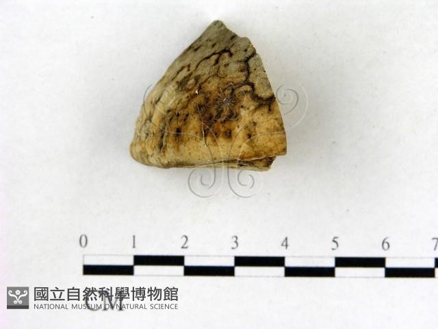 登錄號:F0008038藏品圖，第3張