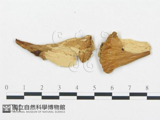 登錄號:F0008200藏品圖，第3張