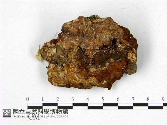 登錄號:F0008100藏品圖，第3張