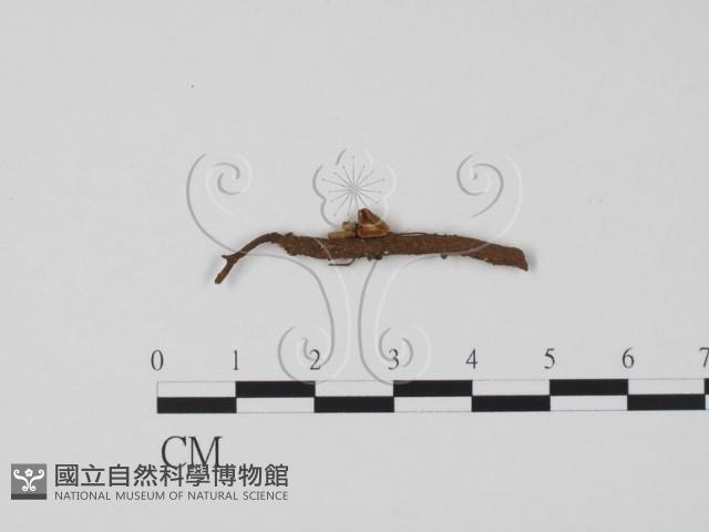 登錄號:F0008000藏品圖，第3張