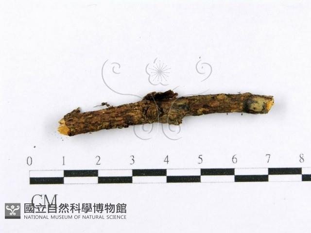 射脈菌屬藏品圖，第3張