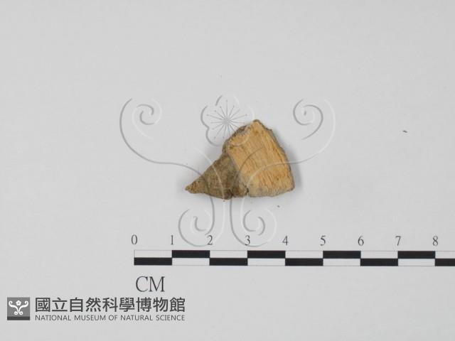 韌革菌屬藏品圖，第3張