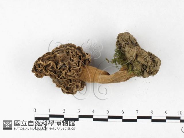 尖頂羊肚菌藏品圖，第3張