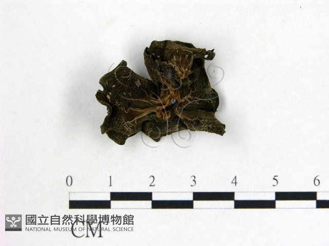 木耳藏品圖，第3張