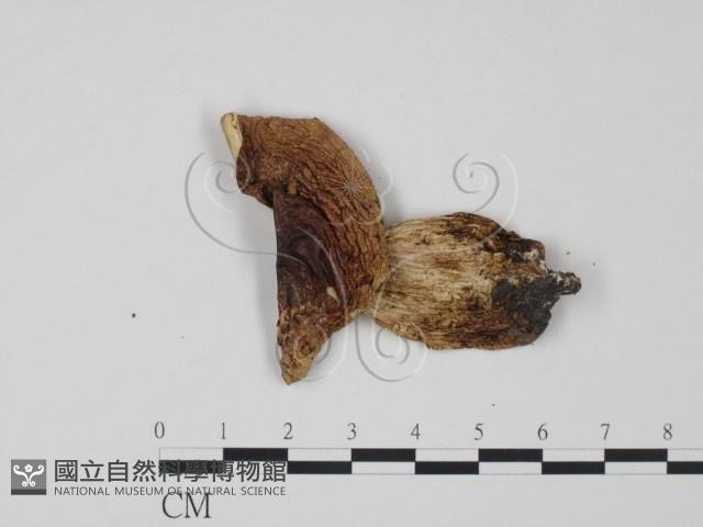 紅菇屬藏品圖，第3張