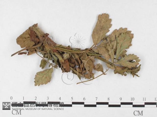 登錄號:F0026290藏品圖，第1張