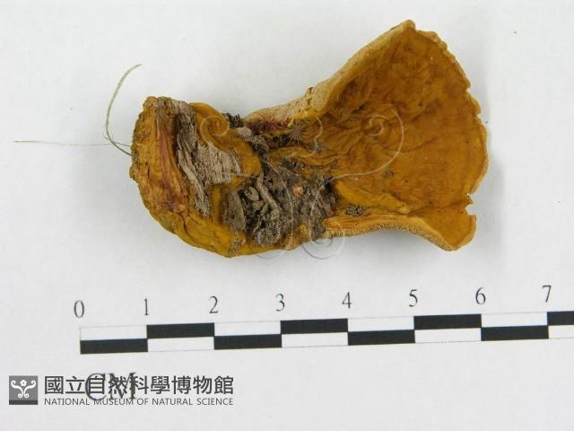 登錄號:F0006290藏品圖，第1張