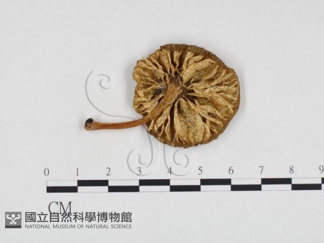 登錄號:F0016290藏品圖，第3張