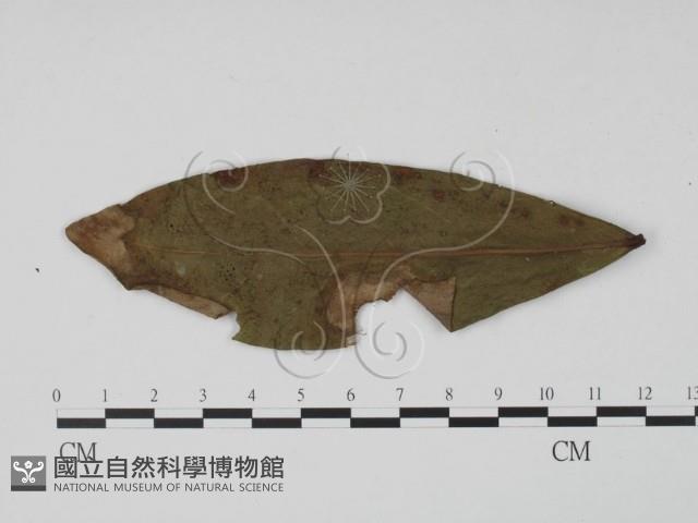 登錄號:F0021290藏品圖，第3張
