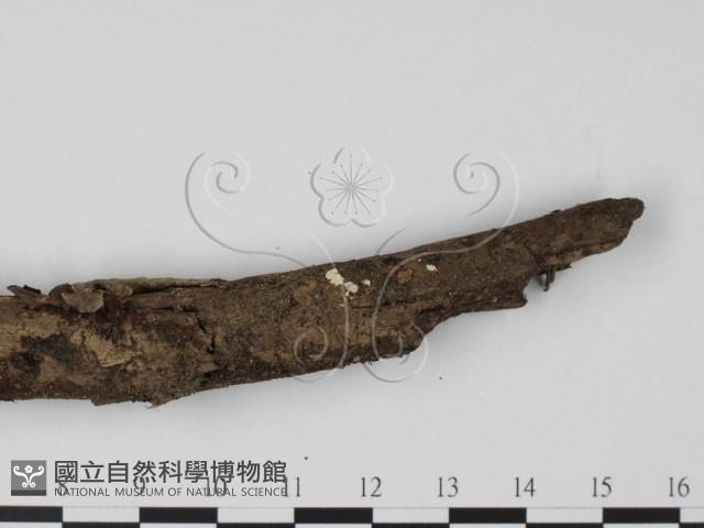 登錄號:F0001290藏品圖，第3張