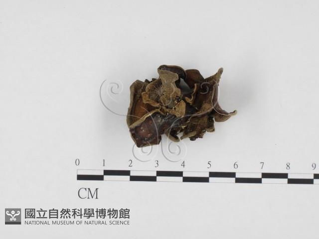 登錄號:F0024290藏品圖，第3張