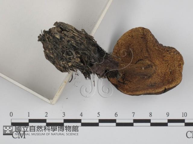 登錄號:F0014290藏品圖，第3張