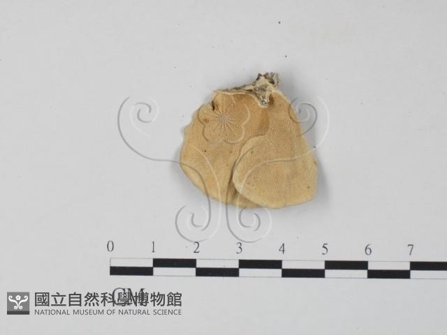 雲芝藏品圖，第3張