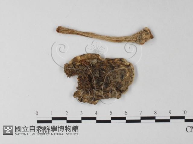 登錄號:F0002290藏品圖，第1張