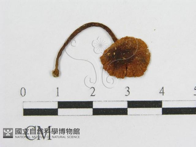 登錄號:F0012290藏品圖，第3張