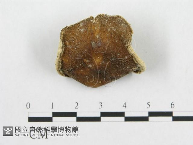 登錄號:F0017290藏品圖，第1張