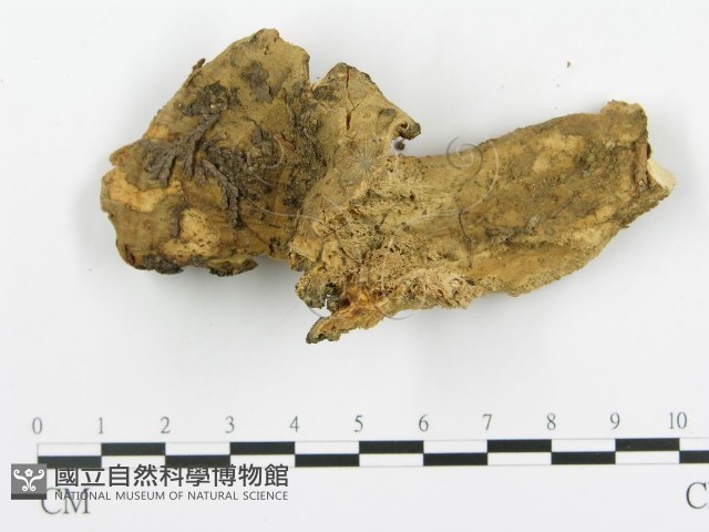 登錄號:F0005290藏品圖，第3張