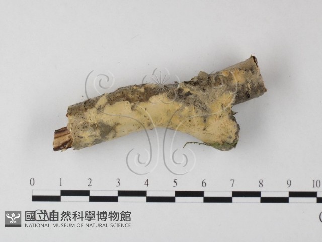 登錄號:F0015290藏品圖，第3張