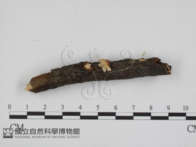 登錄號:F0009290藏品圖，第3張