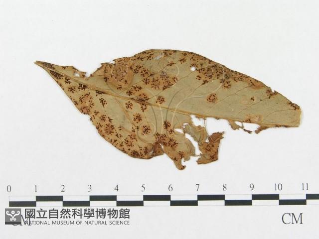 登錄號:F0019290藏品圖，第1張