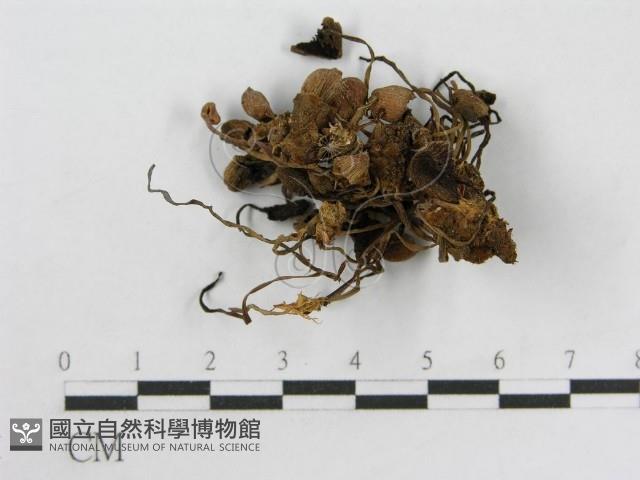 登錄號:F0003290藏品圖，第3張
