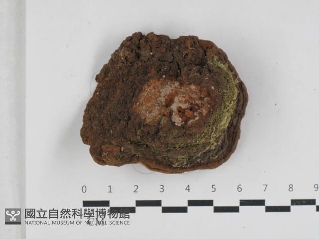 登錄號:F0033290藏品圖，第3張