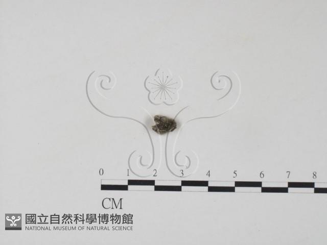 雲芝藏品圖，第3張