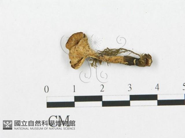 登錄號:F0018890藏品圖，第1張
