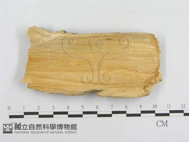登錄號:F0000890藏品圖，第3張