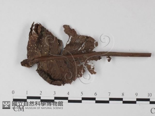 登錄號:F0010890藏品圖，第3張