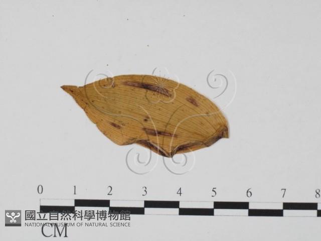 登錄號:F0011890藏品圖，第3張