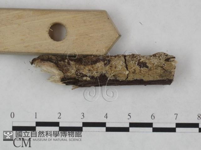 射脈菌屬藏品圖，第3張